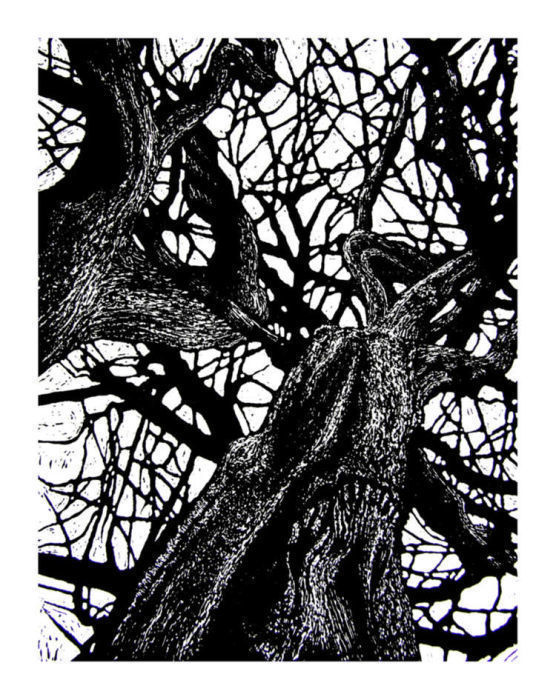 Shipley Trees 4 by Duncan Pass