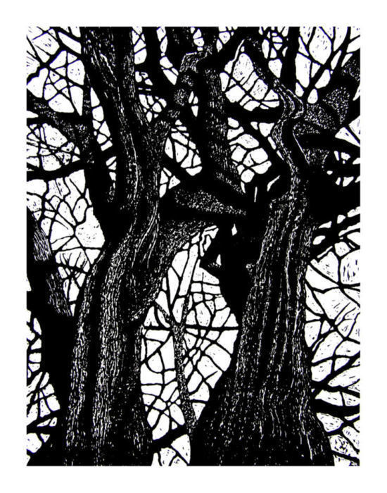 Shipley Trees 1 by Duncan Pass