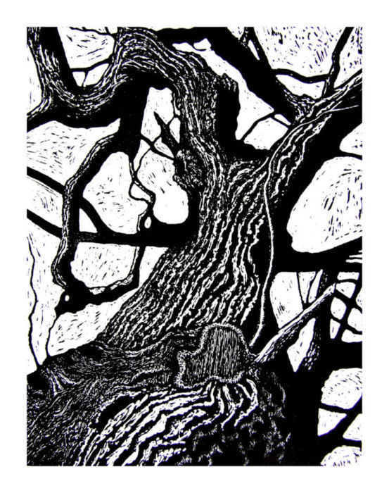 Shipley Trees 5 by Duncan Pass